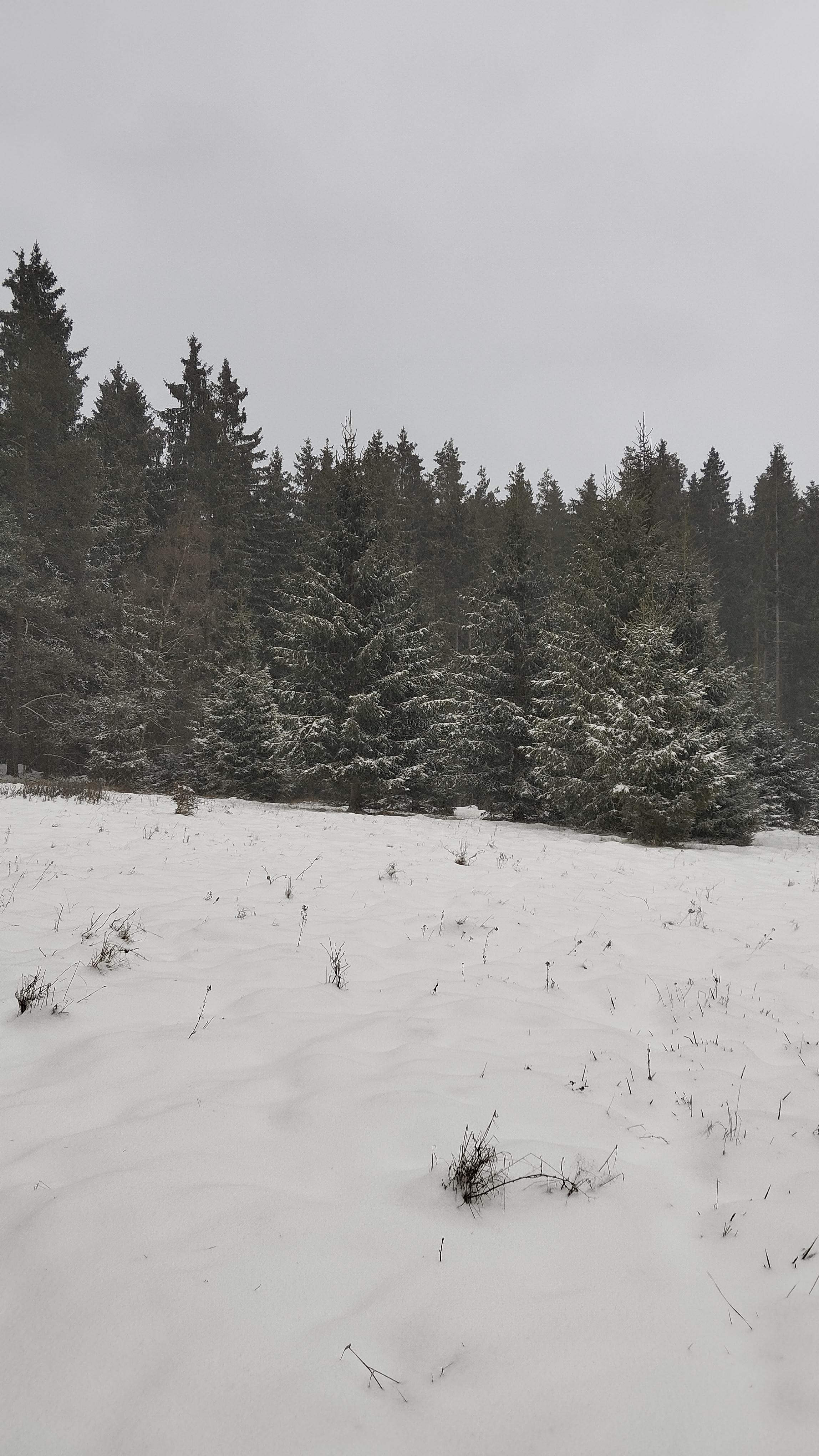 Libu&scaron;e  Vopatov&aacute; 